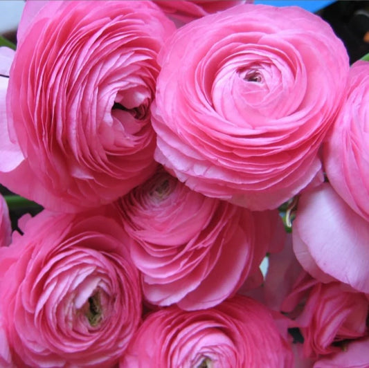 Bulbi Ranunculus - Aviv Pink - Pachet 10 Bulbi - Aqua Flowers