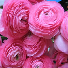 Bulbi Ranunculus - Aviv Pink - Pachet 10 Bulbi - Aqua Flowers