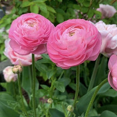 Bulbi Ranunculus - Aviv Pink - Pachet 10 Bulbi - Aqua Flowers