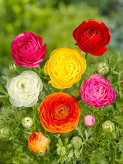 Bulbi Ranunculus Mixt - Pachet 10 Bulbi - Aqua Flowers