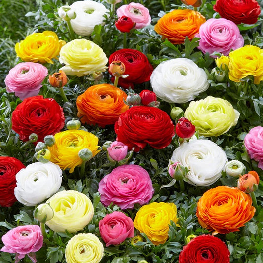 Bulbi Ranunculus Mixt - Pachet 10 Bulbi - Aqua Flowers