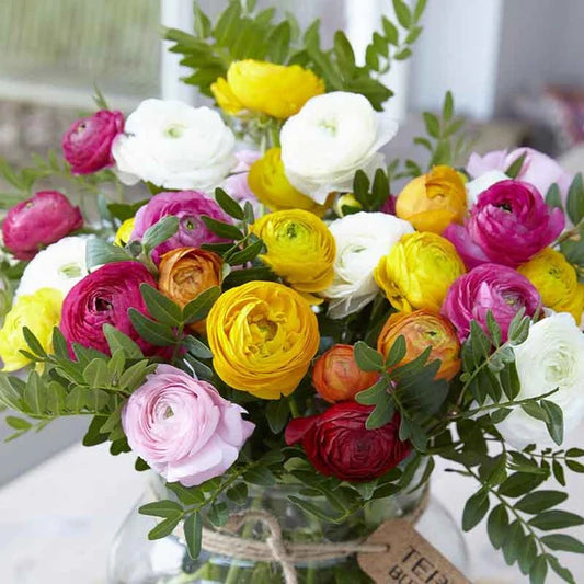 Bulbi Ranunculus Mixt - Pachet 10 Bulbi - Aqua Flowers