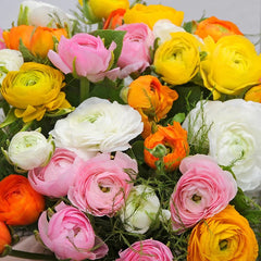 Bulbi Ranunculus Mixt - Pachet 10 Bulbi - Aqua Flowers
