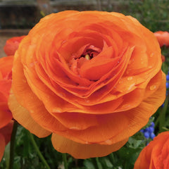 Bulbi Ranunculus - Orange - Pachet 10 Bulbi - Aqua Flowers