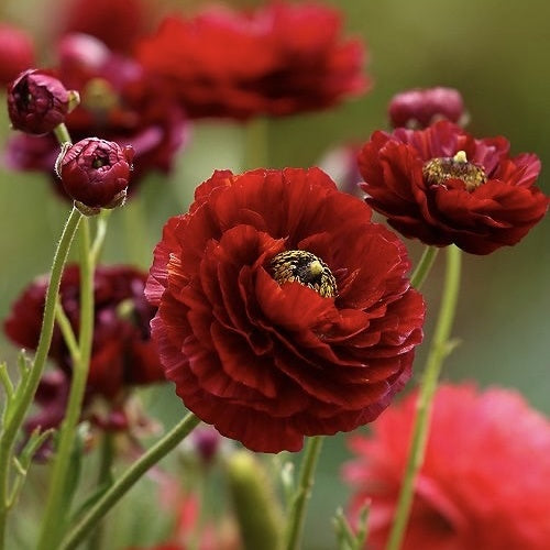 Bulbi Ranunculus Rosu - Piciorul cocosului - Pachet 10 Bulbi - Aqua Flowers