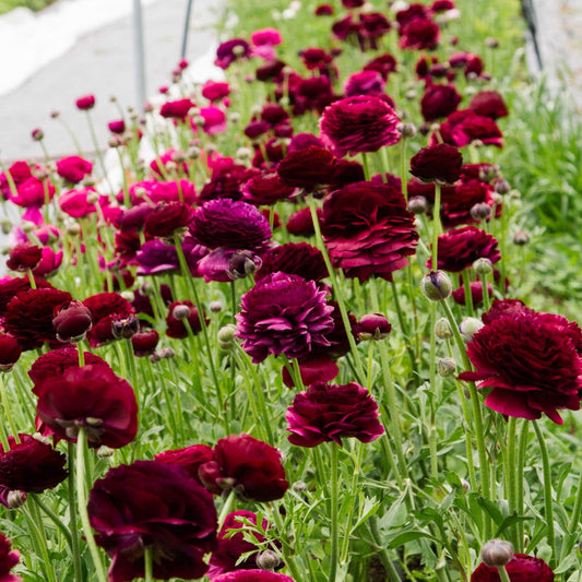 Bulbi Ranunculus - Viola - Pachet 10 Bulbi - Aqua Flowers