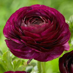 Bulbi Ranunculus - Viola - Pachet 10 Bulbi - Aqua Flowers