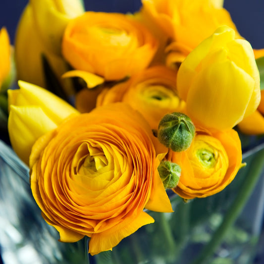 Bulbi Ranunculus - Yellow - Pachet 10 Bulbi - Aqua Flowers
