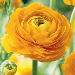 Bulbi Ranunculus - Yellow - Pachet 10 Bulbi - Aqua Flowers