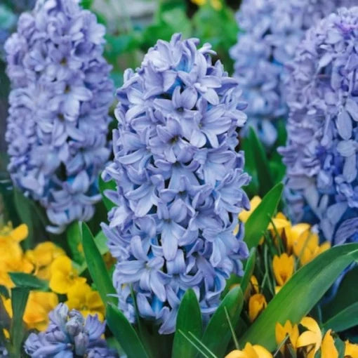 Bulbi Zambile Delft Blue - Pachet 3 Bulbi