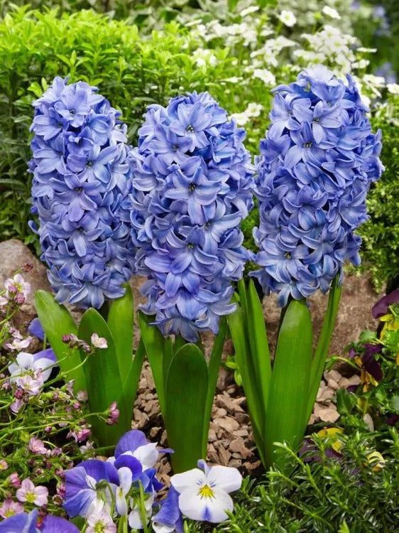 Bulbi Zambile Delft Blue - Pachet 3 Bulbi - Aqua Flowers