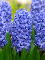 Bulbi Zambile Delft Blue - Pachet 3 Bulbi - Aqua Flowers