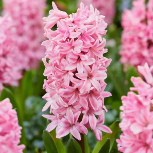 Bulbi Zambile Fondant - Pachet 3 Bulbi - Aqua Flowers