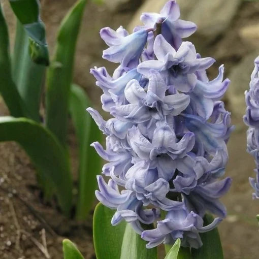 Bulbi Zambile General Kohler - Pachet 3 Bulbi - Aqua Flowers