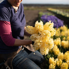 Bulbi Zambile Gipsy Princess - Pachet 3 Bulbi - Aqua Flowers
