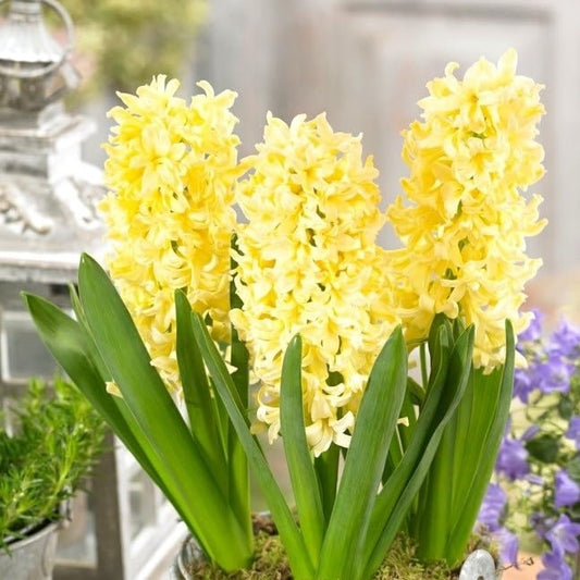 Bulbi Zambile Gipsy Princess - Pachet 3 Bulbi - Aqua Flowers