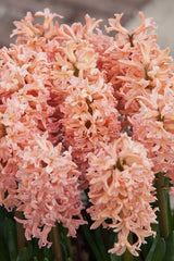 Bulbi Zambile Gipsy Queen - Pachet 3 Bulbi - Aqua Flowers