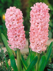 Bulbi Zambile Hermoine - Pachet 3 Bulbi - Aqua Flowers