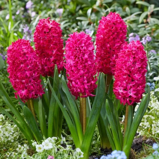 Bulbi Zambile Hollyhock - Pachet 3 Bulbi - Aqua Flowers