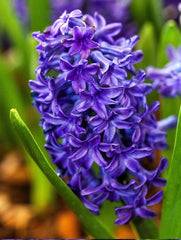 Bulbi Zambile Peter Stuyvesant - Pachet 3 Bulbi - Aqua Flowers