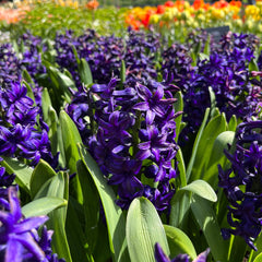 Bulbi Zambile Peter Stuyvesant - Pachet 3 Bulbi - Aqua Flowers