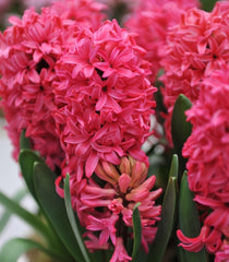Bulbi Zambile Red Magic - Pachet 3 Bulbi - Aqua Flowers