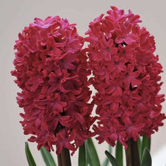 Bulbi Zambile Red Magic - Pachet 3 Bulbi - Aqua Flowers