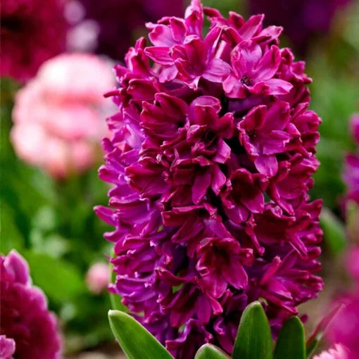 Bulbi Zambile Woodstock - Pachet 3 Bulbi - Aqua Flowers