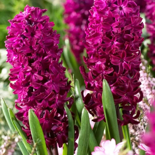 Bulbi Zambile Woodstock - Pachet 3 Bulbi - Aqua Flowers