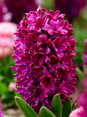 Bulbi Zambile Woodstock - Pachet 3 Bulbi - Aqua Flowers