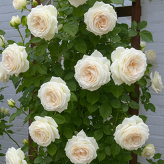 Trandafiri Cățărători Parfumați - Iceberg - Rădăcină Ambalată - Aqua Flowers