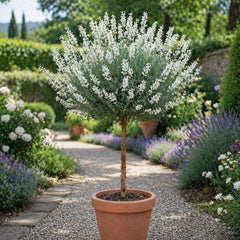 Lavanda Alba Pomisor - Ghiveci 2L - H 40-50cm