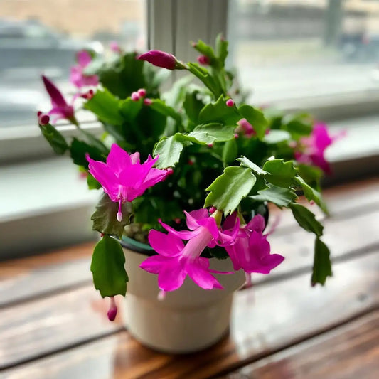 𝟮+𝟭 𝗖𝗔𝗗𝗢𝗨 🎁 Mix 3 x Givece Crăciunel Roz - Schlumbergera - Cactus