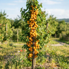 Pachet Promo 4 Pomi Fructiferi Columnari- 1x Prun Columnar Imperial, 1 x Cais Clumnar Asian Pearl, 1 x Cires Columnar Victoria, 1xPar Columnar Rosu-radacina ambalata-anul 3