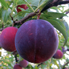 Cais Negru – Rădăcină Ambalată Anul 3 – Aqua Flowers