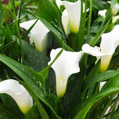 Cala - Elegant Swan - Pachet 1 bulb - Aqua Flowers