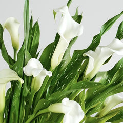 Cala - Elegant Swan - Pachet 1 bulb - Aqua Flowers