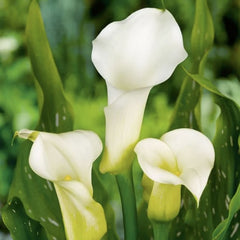 Cala - Elegant Swan - Pachet 1 bulb - Aqua Flowers