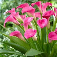 Cala - Hot Flashes - Pachet 1 bulb - Aqua Flowers