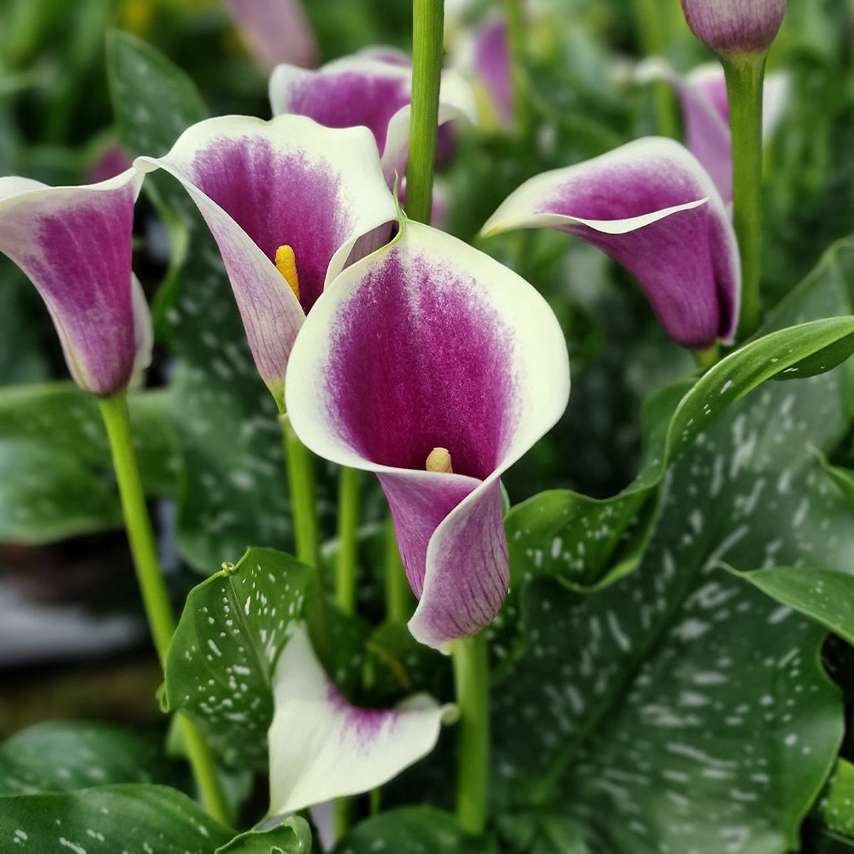 Cala - Picasso - Pachet 1 bulb - Aqua Flowers