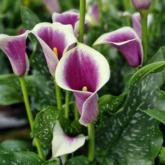Cala - Picasso - Pachet 1 bulb - Aqua Flowers