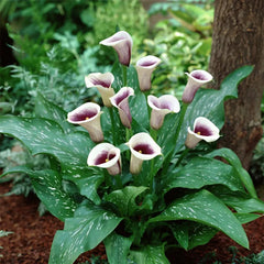 Cala - Picasso - Pachet 1 bulb - Aqua Flowers