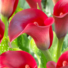 Cala - Red - Pachet 1 bulb - Aqua Flowers
