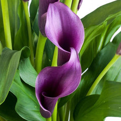Cala - Regal - Pachet 1 bulb - Aqua Flowers