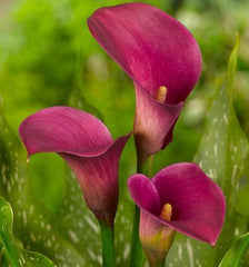 Cala - Ruby Sensation - Pachet 1 bulb - Aqua Flowers