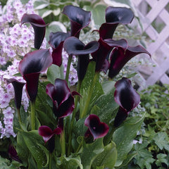 Cala - Schwarzwalder - Pachet 1 bulb - Aqua Flowers