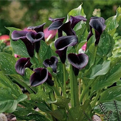 Cala - Schwarzwalder - Pachet 1 bulb - Aqua Flowers