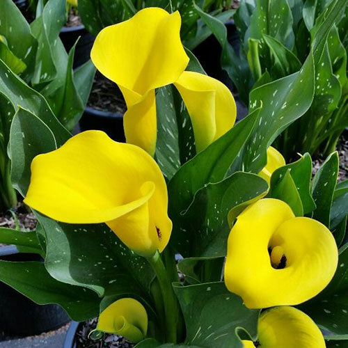 Cala - Yellow - Pachet 1 bulb - Aqua Flowers