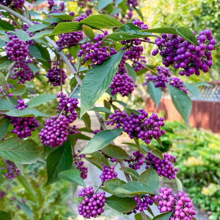 Callicarpa bodinieri Profusion - Ghiveci 2L