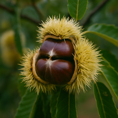 Castan Comestibil - Rădăcină Ambalată Anul 3 - Înălțime la livrare 160–180 cm - Aqua Flowers
